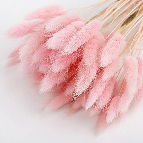 Herbe de queue de lapin séchée 50 pièces,URMAGIC 45cm Lagurus Ovatus séché naturel, arrangements de fleurs d'herbe de pampa, bouquet de fleurs de mariage, fleurs séchées de queue de lapin