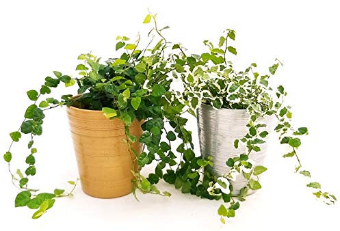 POWERS TO FLOWERS - FICUS PUMILA, FICUS REPENS VERDE E VARIEGATO IN VASO CERAMICA ORO E ARGENTO, 2 PIANTE V13, Piante Vere