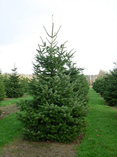 Abete del Caucaso Abies nordmanniana pianta in vaso ø19 cm H 50/70 cm pianta vera Vivaio di Castelletto