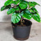 Coffee 'Coffea Arabica Nana' Tropical House Plant Seeds - 10 Rare Seeds