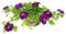 Exotenherz - Eisenkraut hängend - Verbena - 12cm Topf - Set mit 3 Pflanzen - Farb-Mix