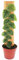 Exotenherz - Monstera dubia am Brett - Rarität - zweidimensionales Fensterblatt - 14cm Topf