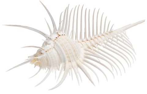 NaDeco Murex Pecten, Größe ca. 9-10cm | Venus Comb | Venuskamm | Deko-Schnecke | Stachelschnecke | Deko-Schneckenhaus | Deko-Schnecke | Meeresschnecke | Maritime Dekoration | Muscheln und Schnecken