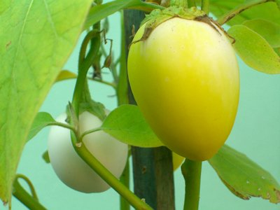 Seedeo Eierbaum (Solanum melonga) 20 Samen