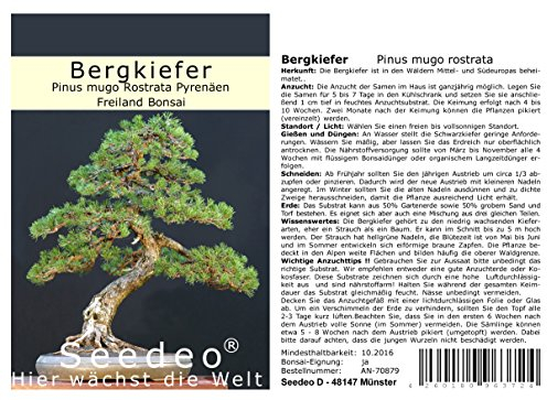 Seedeo® Bergkiefer (Pinus mugo Rostrata Pyrenäen) Bonsai 25 Samen
