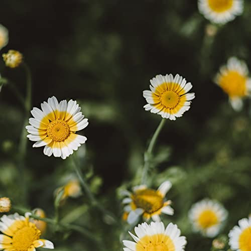 Garland Chrysanthemum coronarium 'Primrose Gem' Glebionis coronaria Crown Daisy Hardy Annual Yellow Blooms Easy to Grow Your Own Outdoor Garden Flower Plants (Approx. 50 Seeds) by Thompson and Morgan