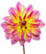 The Bulb Farmers - 14 x Dahlien knollen 'Pacific Ocean' - Gelb mit Rosa - Blumenzwiebeln direkt vom Züchter - Frühjahrsblüher - Zwiebelgröße 1 (die optimale Größe für den Garten) - Secure Shopping