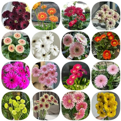 800 pcs Gerbera Samen blumenwiese samen mehrjährig bodendecker pflanzen winterhart Winterharte Gerbera Pflanze geschenk garten pflanzen samen indoor pflanzen topf bonsai samen herbstblumen