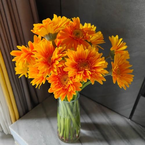 gerbera - wildblumensamen mehrjährig winterhart balkonpflanzen - seltene serie - stauden gartenblumen balkonblumen blumendeko 500samen
