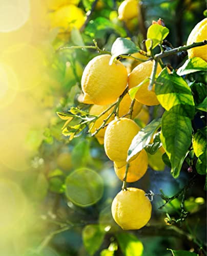 Pianta di LIMONE 4 stagioni Citrus Limon - in vaso: Ø 22 cm - H. 80/90 cm