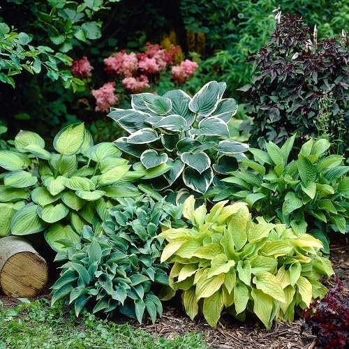 Lot de 100 graines de plantes hosta fraîches mélangées