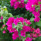 150 pcs bougainvillea pflanze samen - wildblumenwiese saatgut mehrjährig balkonpflanzen winterhart mehrjährig bienenweide saatgut gastgeschenk blumensamen garten pflanzen blumendeko