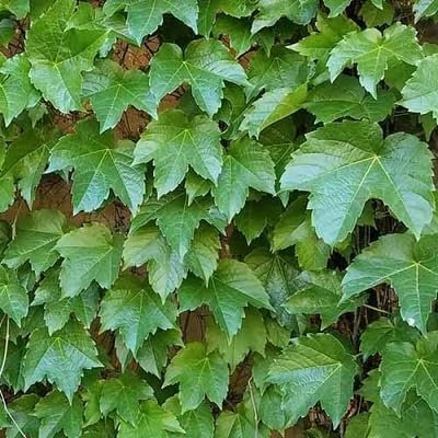 Lot de 60 nouvelles graines de lierre fraîches