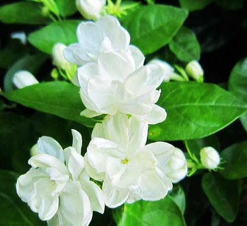 10pcs White Arabian Jasmine Flower Seeds