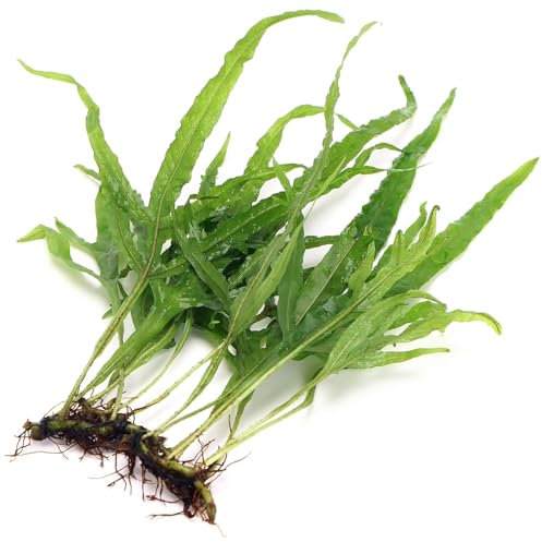 2X Bunches Microsorum Trident Java Fern Live Aquarium Plant Narrow Forked Green Leaves Rhizome K2AQUA
