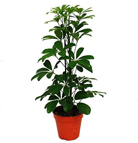 Exotenherz - Strahlenaralie - Schefflera - grünlaubig - 12cm Topf - Zimmerpflanze - ca. 40-45cm hoch