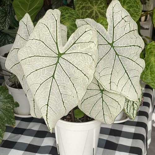 100 pcs Pflanzen Samen Alocasia winterlinge gartenpflanzen winterhart mehrjährig Alocasia Seeds blumenwiese samen, balkonpflanzen winterhart Schnittblumen, Exotische Pflanzen Blumenwiese