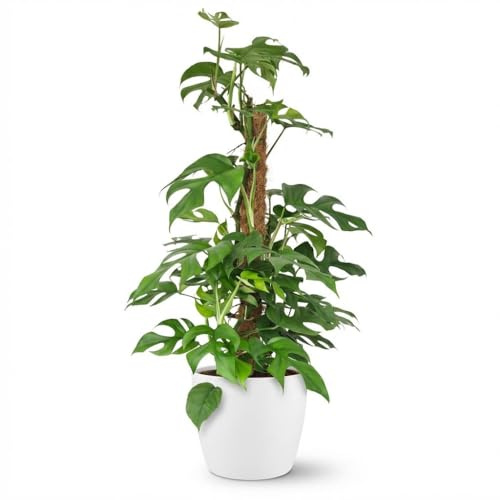 Mini Hole Plant - Monstera Minima Moss Vine - Grün - Pflegeleicht - mit Potter White - 80-90cm - Ø19cm - Zimmerpflanze - Immergrün