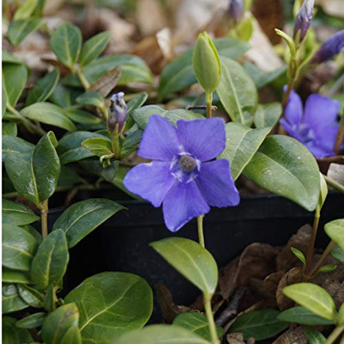 Blumixx Stauden Vinca minor 'Bowles' - Kleines Immergrün