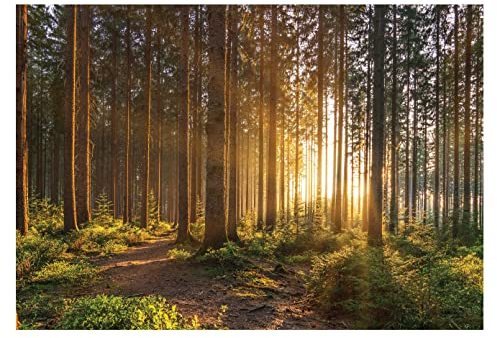 Fototapete Wald Sonne Landschaft Bäume grün Natur Wohnzimmer Schlafzimmer Motivtapeten Vlies Tapete UV-Beständig Montagefertig (368x254 cm - 4 Bahnen)