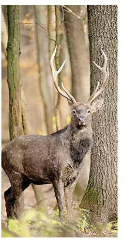 Schaufenster Banner Hirsch im Wald 100 x 200 cm braun schwer entflammbar Textilbild Motiv Banner Textilbanner Wandbild Herbst Bild Stoffbanner Textil Poster Displaybanner Tier Bilder Poster Hirsch