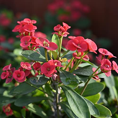christusdorn zimmerpflanze samen,Euphorbia milii,Seltene Pflanzen serie,bonsai praktische geschenke garten blumenwiese mehrjährig winterhart blumen dekopflanzen deko pflanzen indoor garten 400 Stück