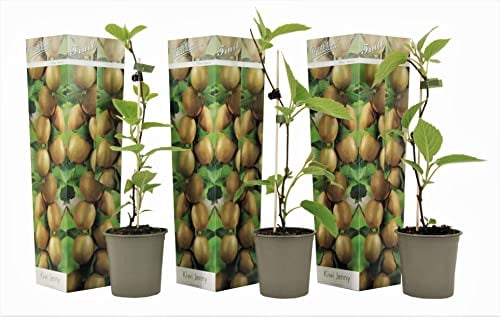 Plant in a Box - Kiwi Actinidia 'Jenny' - Set de 3 - Buisson de kiwis - Pot 9cm - Hauteur 20-40cm