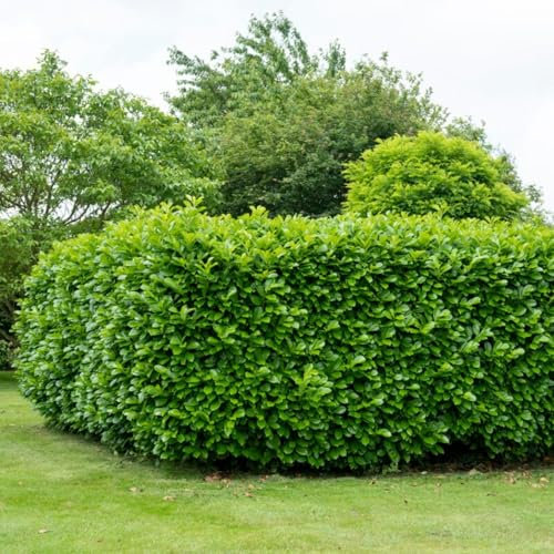 Carbeth Plants - Cherry Laurel Hedging 10 x Plants in 3L Pots - Real 60-80cm Prunus laurocerasus Rotundifolia Shrubs - Live Vigorous Growing Evergreen Glossy Foliaged Green Hedge