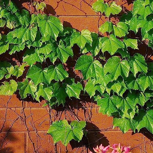Generic Semillas raras trepadoras, 50 piezas Semillas de vid de hiedra verde Boston Jardín de bricolaje Semillas raras trepadoras al aire libre 1