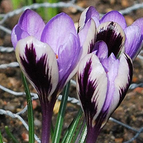 Krokus Zwiebeln, Winterhart MehrjäHrig Krokusse Haben Eine Starke VitalitäT, Einen Geringen Pflegeaufwand.Winterhart MehrjäHrig Krokus Blumenzwiebeln Stauden, Eine Lange BlüTezeit,-3bulbs-I