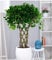 BALDUR Garten Ficus exotica Geflochtener Stamm ca. 100-110 cm hoch, 1 Pflanze Luftreinigende Zimmerpflanze, unterstützt das Raumklima, Birkenfeige Fikusbaum, mehrjährig - frostfrei halten