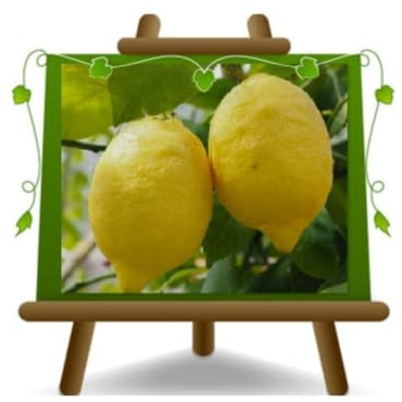 Cítricos limón – 4 estaciones, planta a partir de fruta, altura 180 cm, edad 6 ~ 7 años, jarrón 35 cm