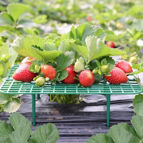 CNNIK Erdbeerstützen (Quadratisch-10 Stück)