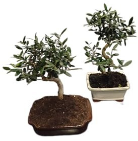 DECOALIVE Bonsái de Olivo - Olea Europaea Planta Viva, Árbol Mini para Interiores y Exteriores, Fácil Mantenimiento