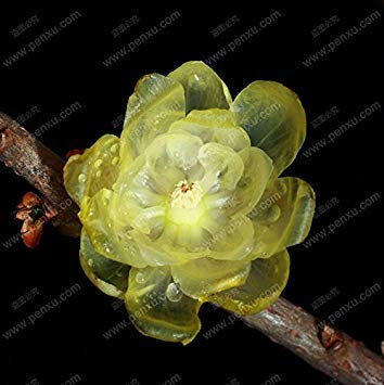 Verde Chiaro 16 Colori può Essere Sceglie Semi Ciclamino Fiore perenne Piante da Fiore Ciclamino Seeds - 100 PCS:Seeds only