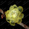 Verde Chiaro 16 Colori può Essere Sceglie Semi Ciclamino Fiore perenne Piante da Fiore Ciclamino Seeds - 100 PCS:Seeds only