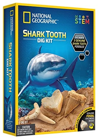 Bandai NGSHARK National Geographic – Ausgrabungsset – 3 versteinerte Haifischzähne zum Ausgraben – Bildungs- und Wissenschaftsspiel – STEM – JM00604