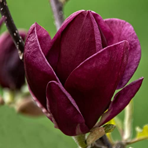 Magnolia Tree for Garden 'Genie' Compact Deciduous Hardy Shrub Spring Flowering Scented Purple Blooms Easy to Grow Your Own Garden Flowers 1x 9cm Potted Plant by Thompson & Morgan (1)