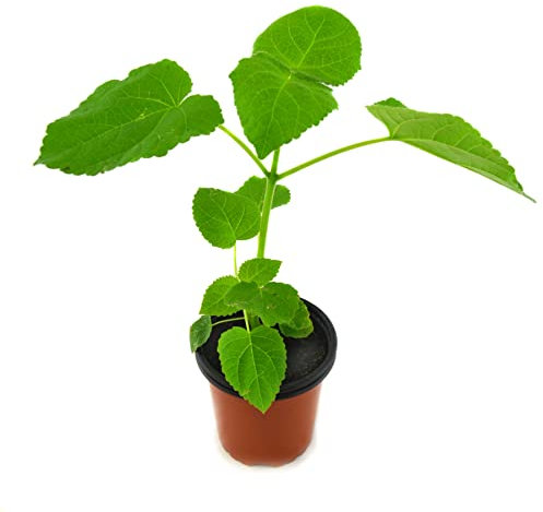 Paulownia Tomentosa Árbol Natural de Exterior para Producir Madera