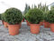 gruenwaren jakubik 2 Stück PREMIUM Ilex crenata Stokes Kugel rund Ø 35 cm Buchsbaum Ersatz winterhart + robust