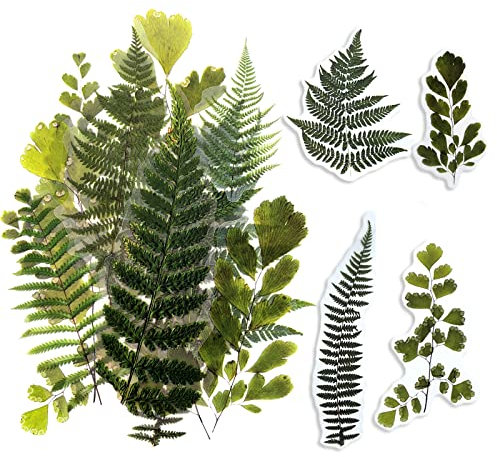 ExceLife Large Size Flower Plants Scrapbook Stickers, Self-Adhesive Vintage Plants Leaves PET Transparent Stickers DIY Crafts for Laptops Card Making Junk Bullet Journal Planner, Fern