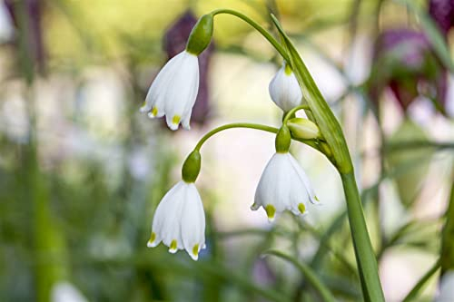 Leucojum aestivum 'Gravetye Giant' ca. 11x11 cm Topf - Sommer-Knotenblume, weiße Blüten, Blütezeit April-Mai, ideal für feuchte Standorte, pflegeleicht