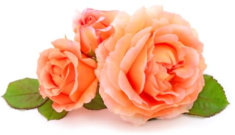 Floribunda Rose Plants, 'It's a Wonderful Life', 1 x Full Plant in a 5 Litre Pot, Rose Bush, Garden Ready and Ready to Plant, Premium Quality Roses