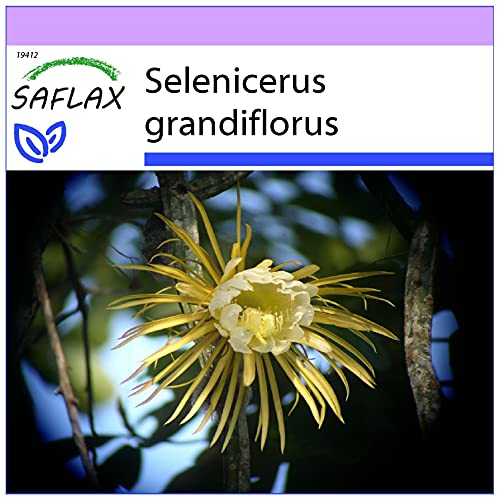 SAFLAX - Kakteen - Königin der Nacht - 40 Samen - Selenicerus grandiflorus