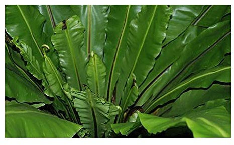 Exotic Plants Asplenium Nidus - Nestfarn - 50 Samen