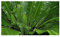 Exotic Plants Asplenium Nidus - Nestfarn - 50 Samen