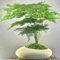150 Pcs Asparagus Fern Samen, Bambus, Zierspargel Deko Wohnzimmer, Zimmerpflanzen Samen, Asparagus Setaceus, Zimmerpflanzen Groß, Grünpflanzen Zimmerpflanzen Balkonpflanzen Bio Saatgut,