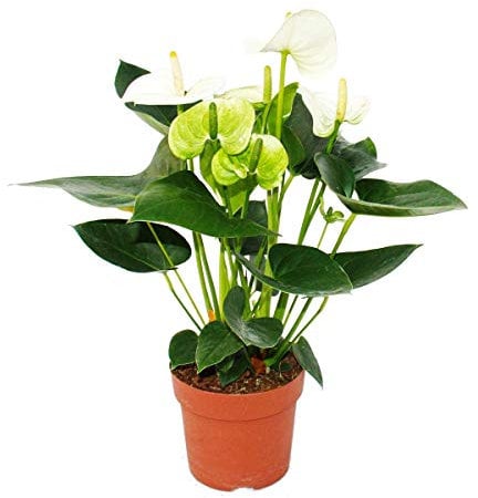 Exotenherz - FlamingoblumeSierra White weiss Anthurium andreanum 14cm