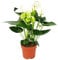 Exotenherz - FlamingoblumeSierra White weiss Anthurium andreanum 14cm