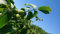 Walnuss Baum, Juglans Regia (125-150 cm)